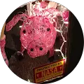 Carey Beam Avatar